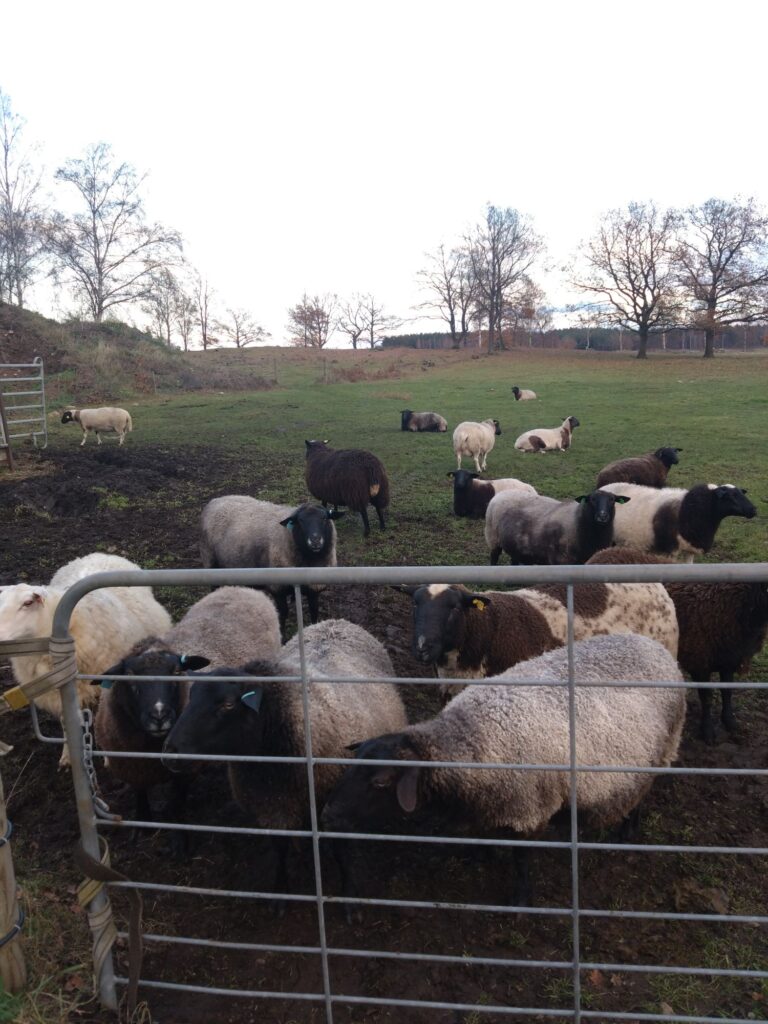 Flock får i olika färger latar sig i grön beteshage