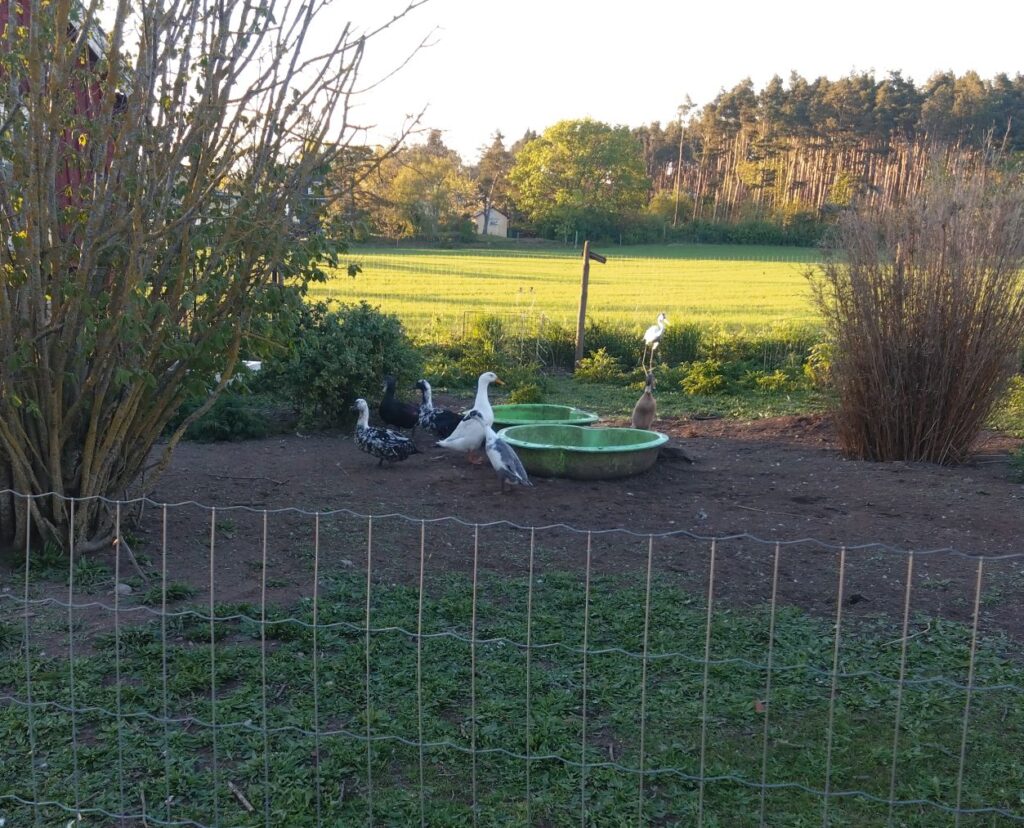 Via och svarta ankor bredvid sina gröna badbaljor