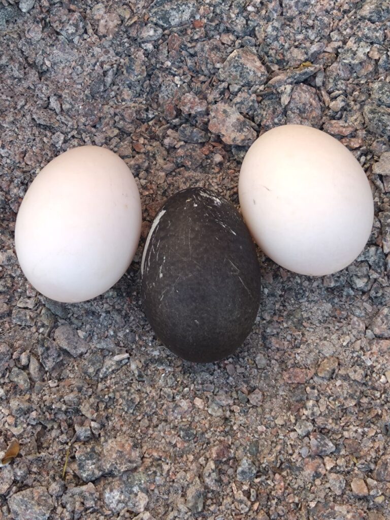 Två vita ankägg och ett mörkt svart ankägg