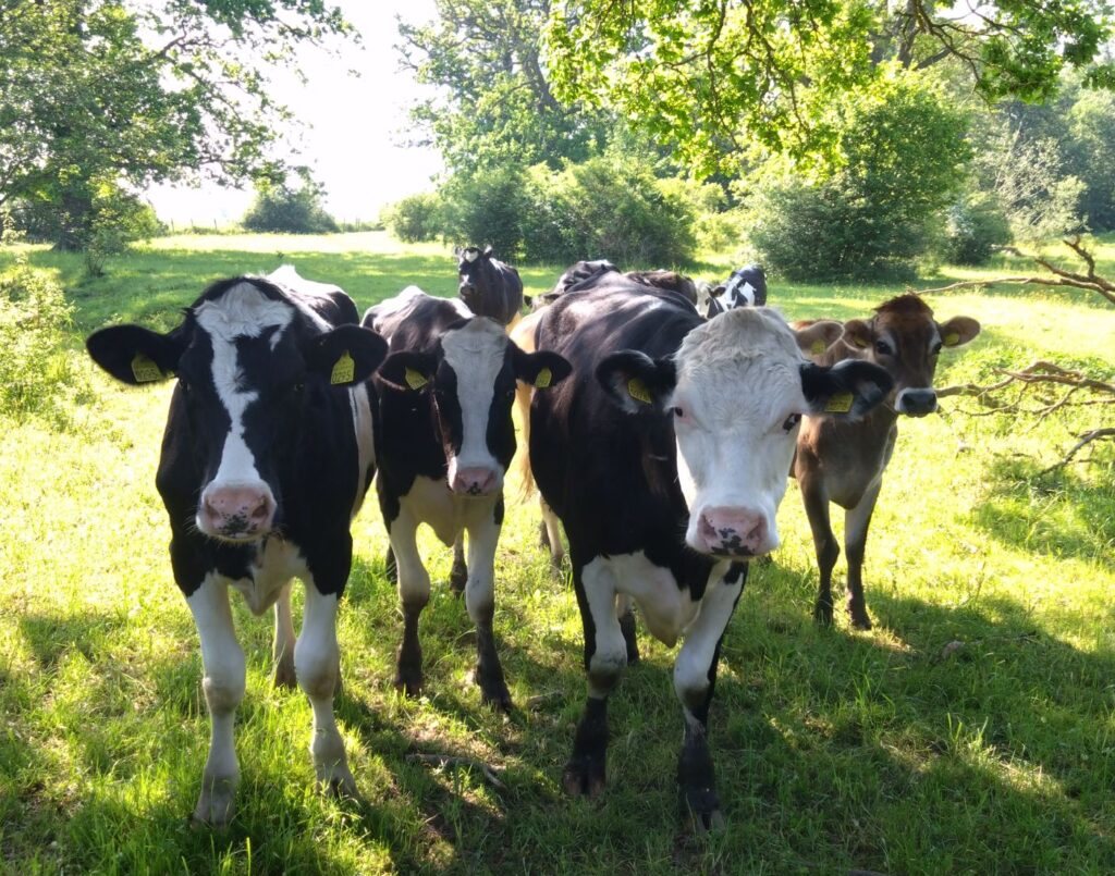 Flock med svart och vita kvigor i en grön betesmark vid en å