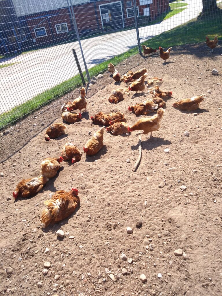 Solande och sandbadande bruna höns