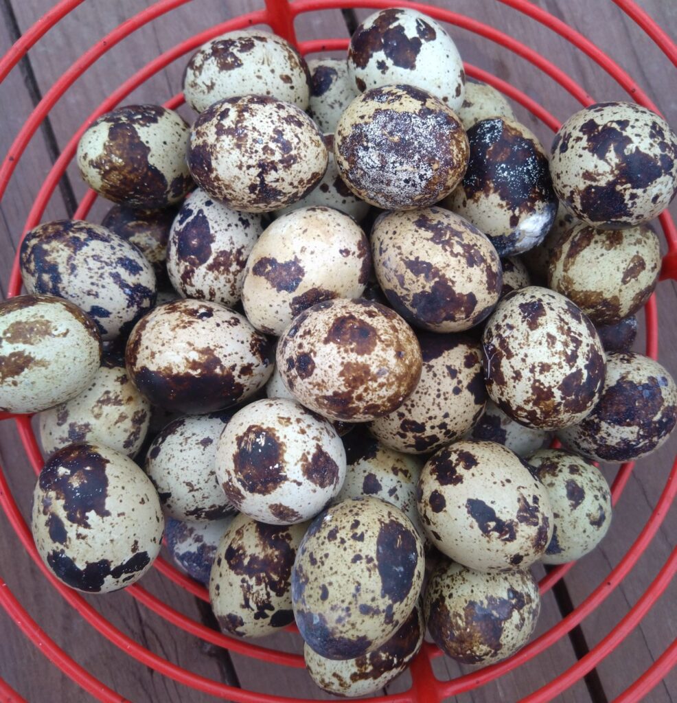 Korg fylld med ägg! Vackra fläckiga vaktelägg