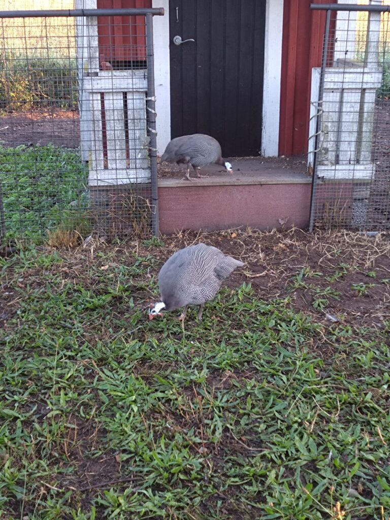 Gårdens gråa pärlhöns är ute och sprätter efter insekter