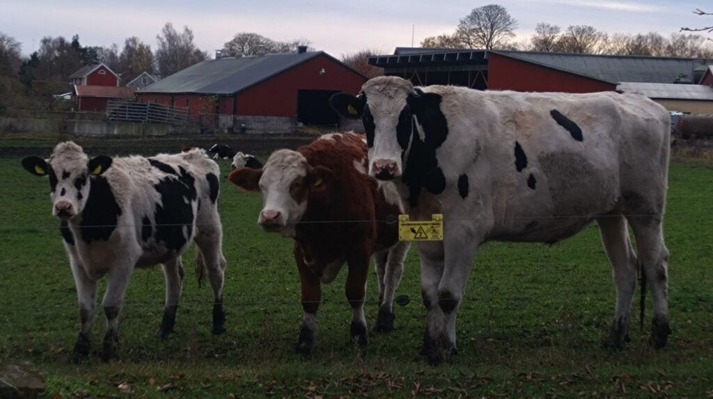 Tripp trapp trull, tre olika stora stutar i hösthagen med gården i bakgrunden